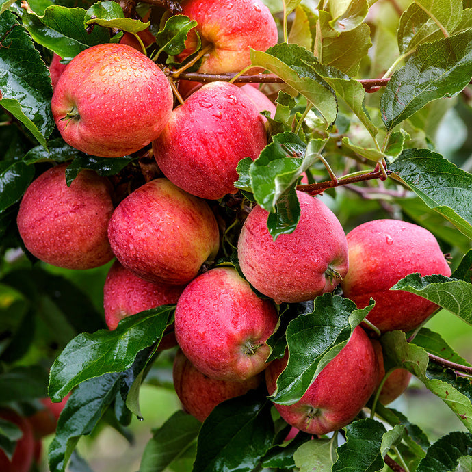 Apple Mysteries