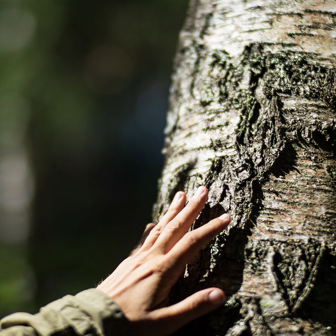 Apprenticing to a Tree