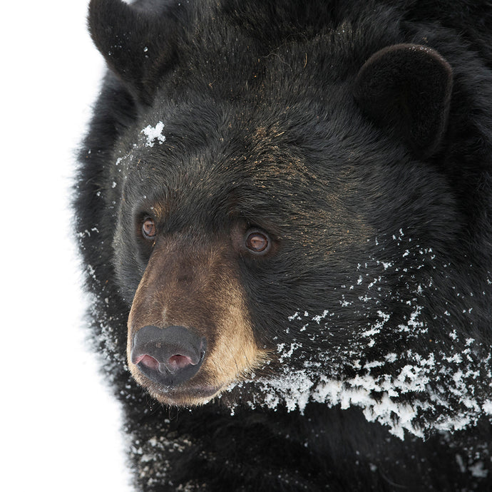Bear Medicines