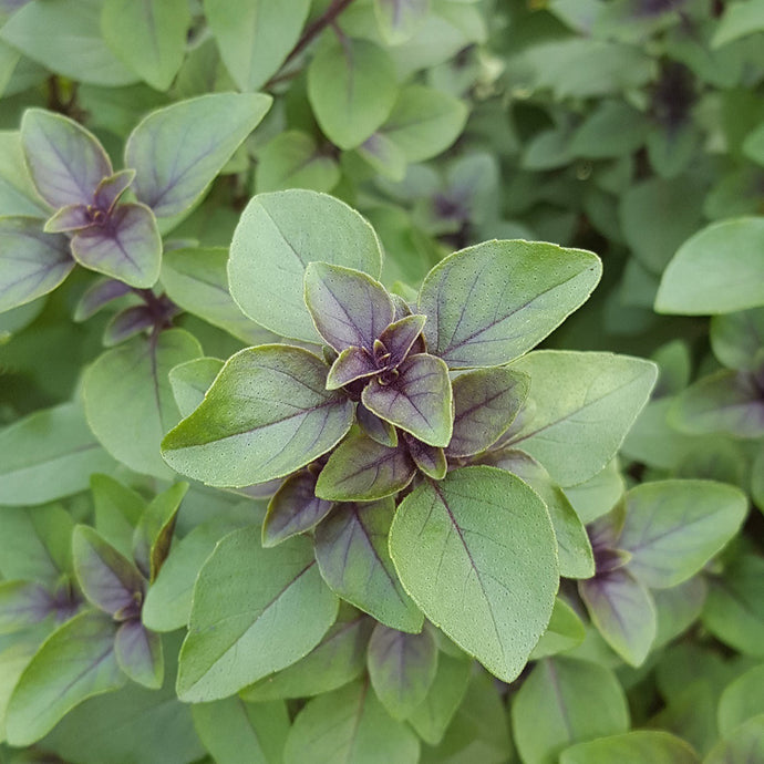 Cannabis Companions: Complementing Cannabis With Other Herbs