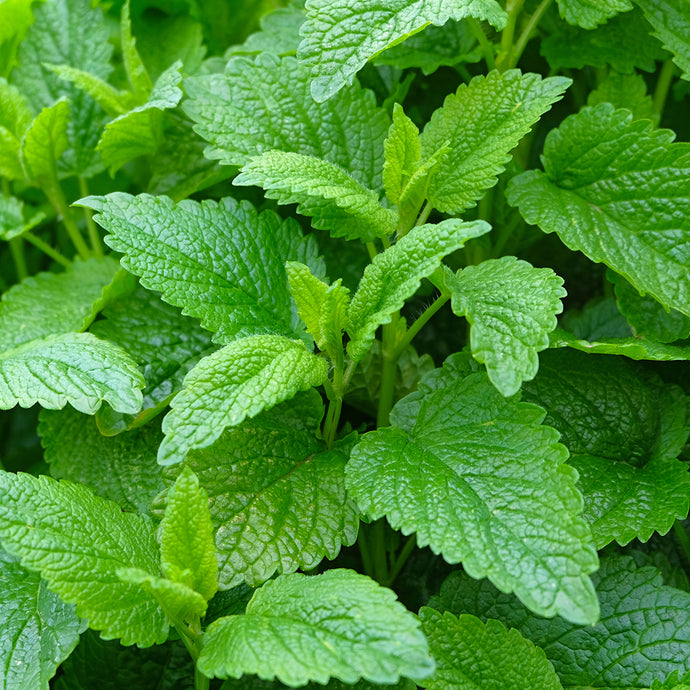 Cooling the Head: Herbs to Soothe the Agitated Mind