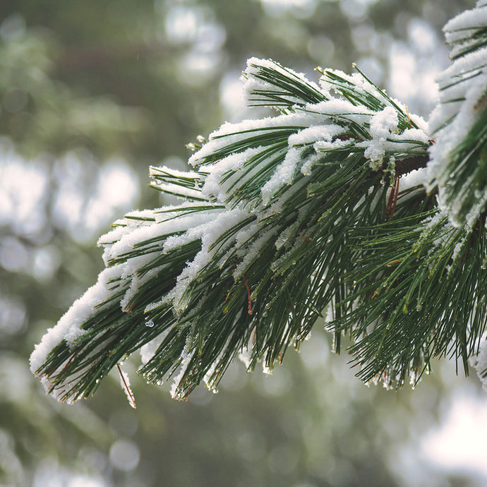 Evergreens