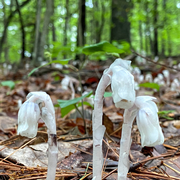 Ghost Pipe and the Otherworld