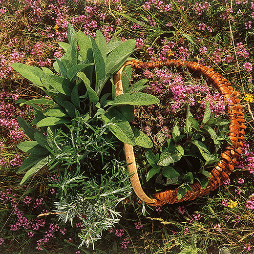 Harvesting Wild Magic