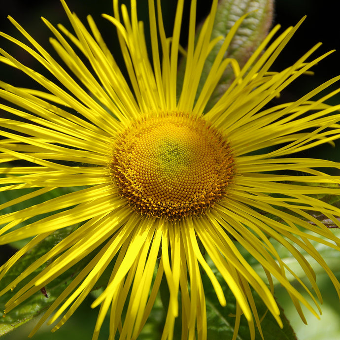 Herbs for Navigating Grief