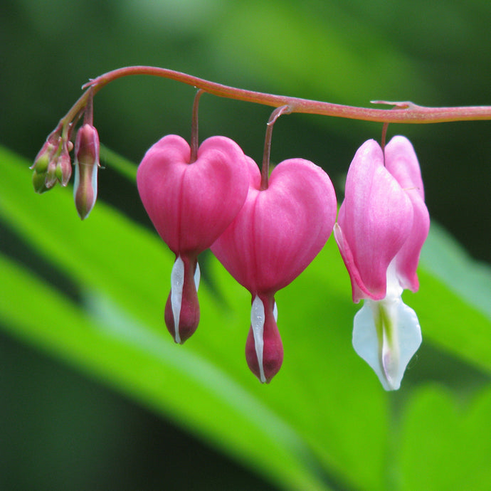 Herbs for Tender Hearts