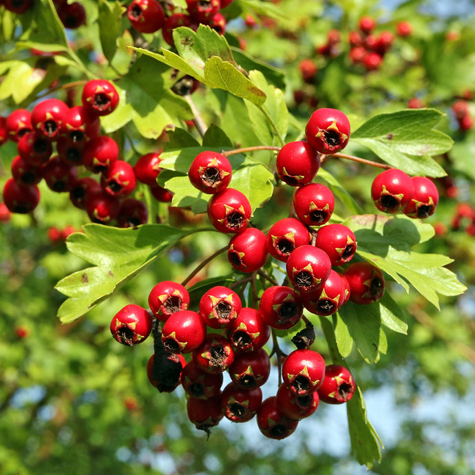 Herbs for the Emotional Heart