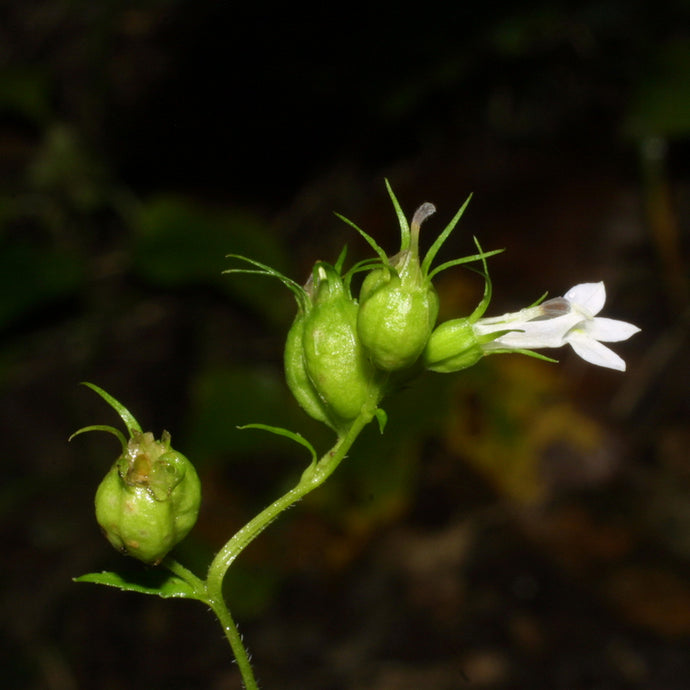 Medicine Allies: Lobelia