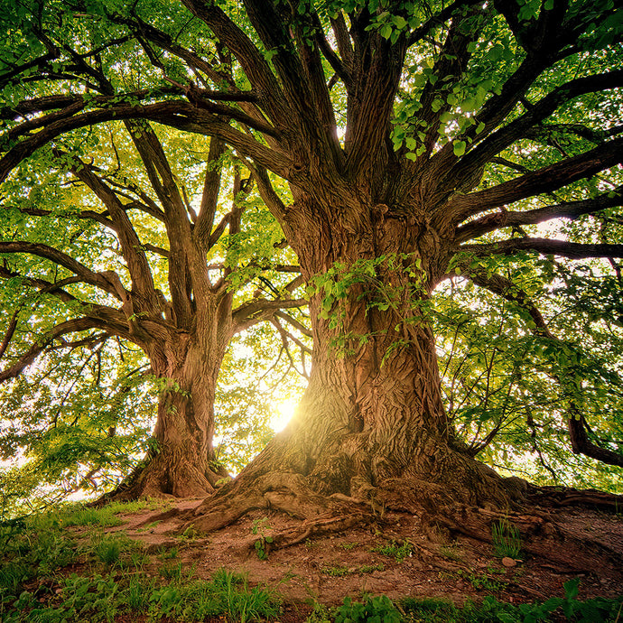 Meeting the Mind of the Forest with Psilocybin