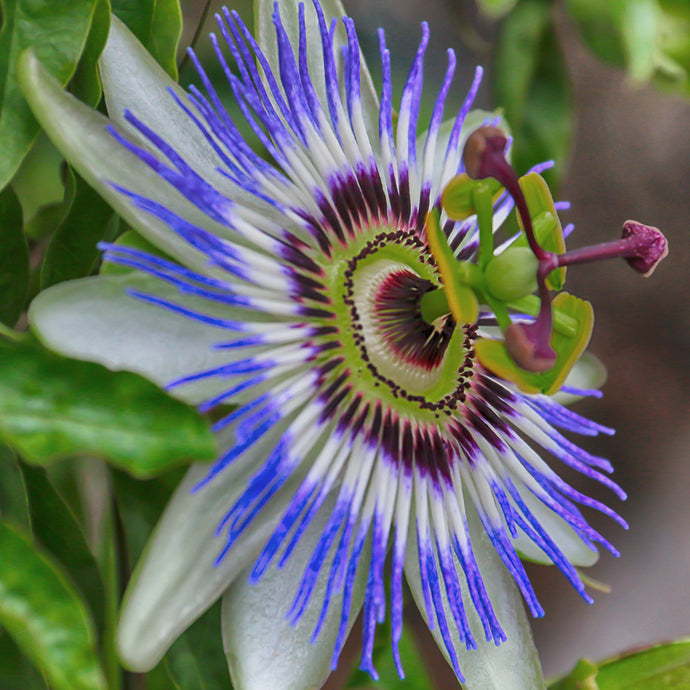 Psychedelic First Aid