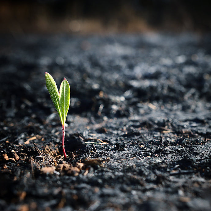 Psychedelics and Earth Grief