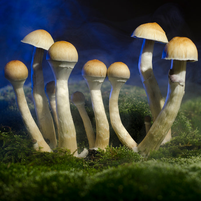 Intensive: Psychedelics and the Rewilding of the Spirit