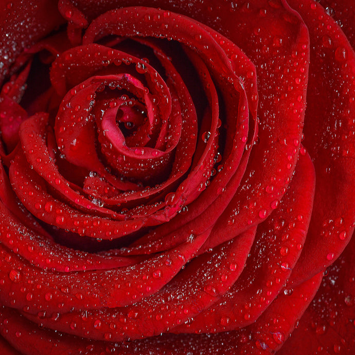 Rose Medicine, Rose Magic