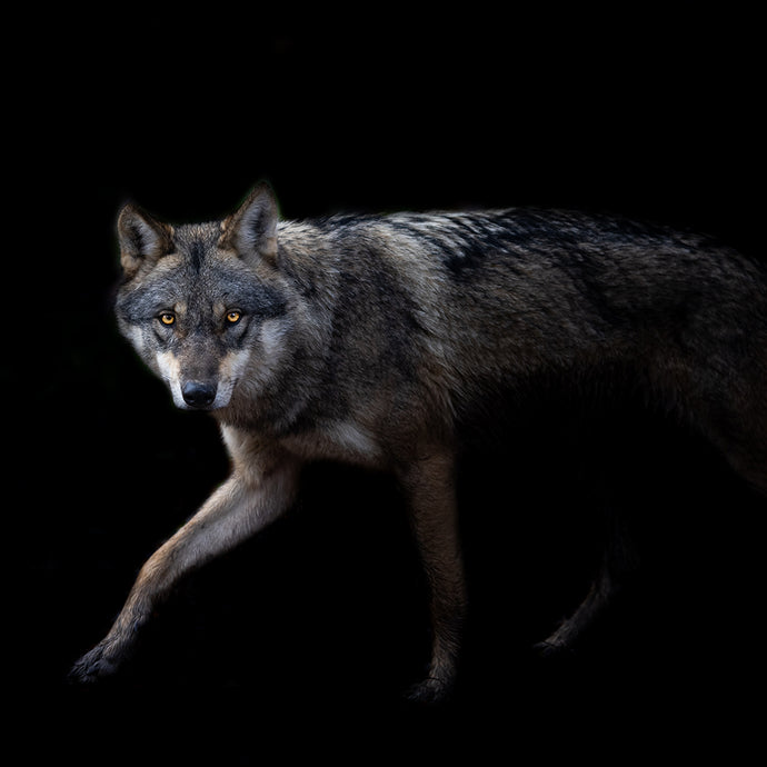 Shapeshifting