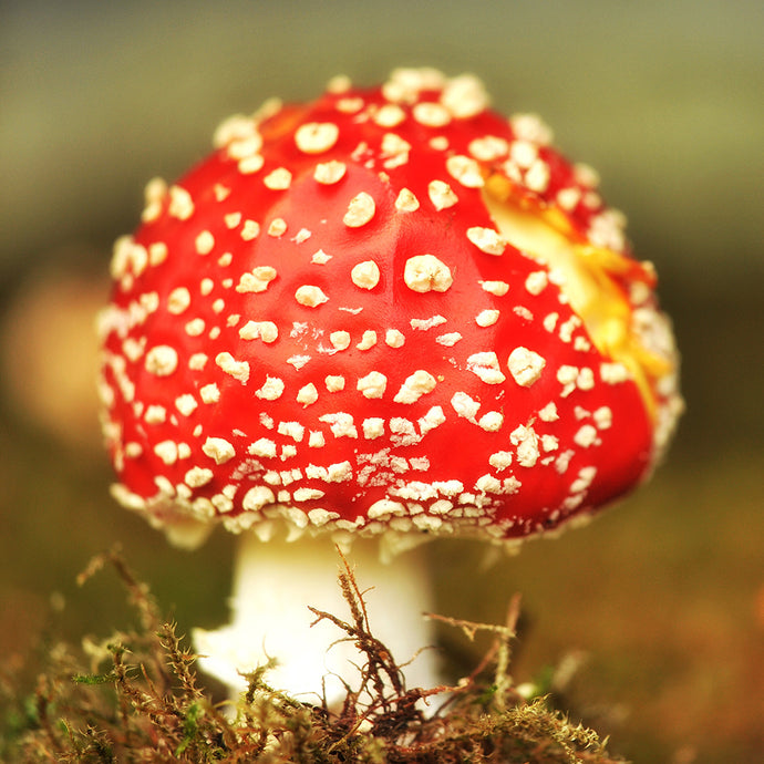 The Fire in the Head: Visionary Medicines