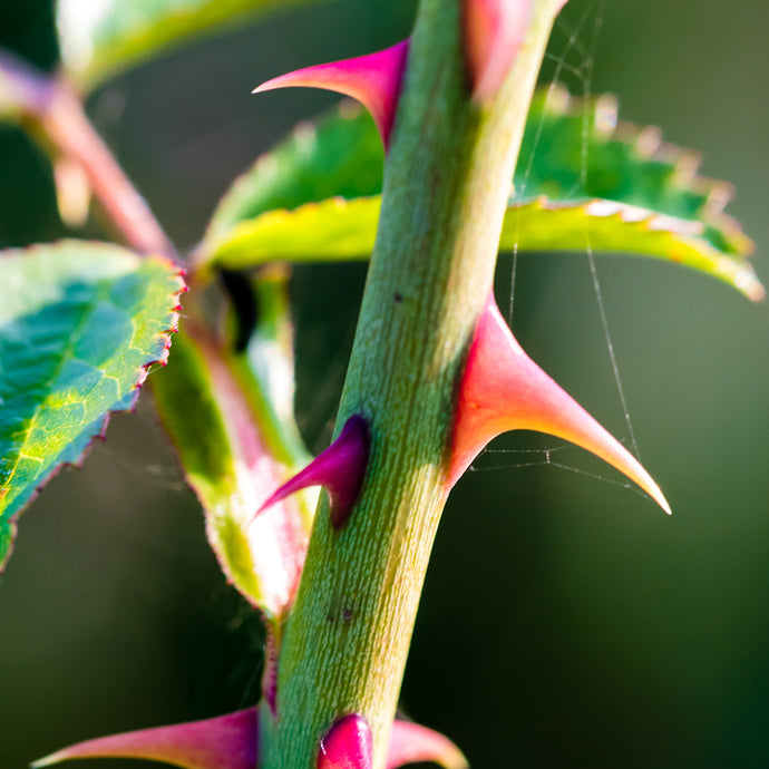 Thorns