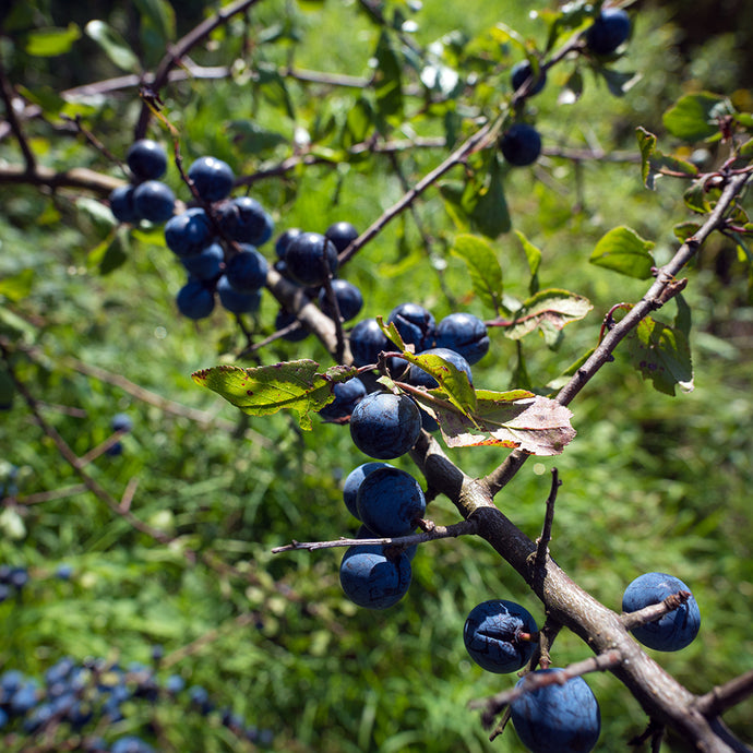 Trees and the Otherworld