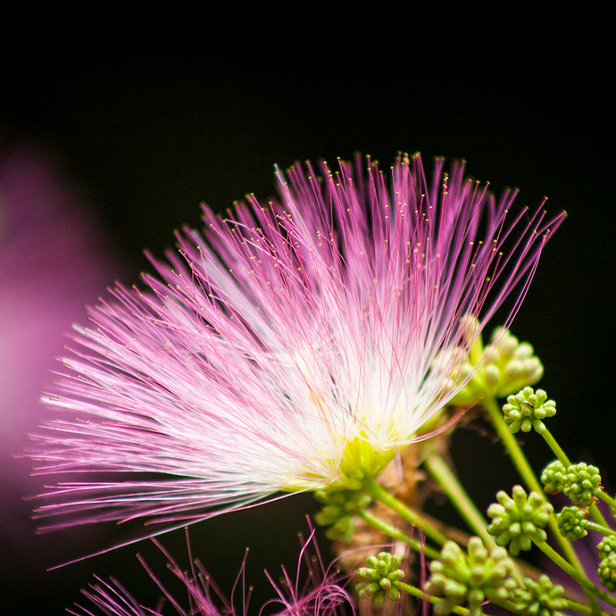 Wild Joy