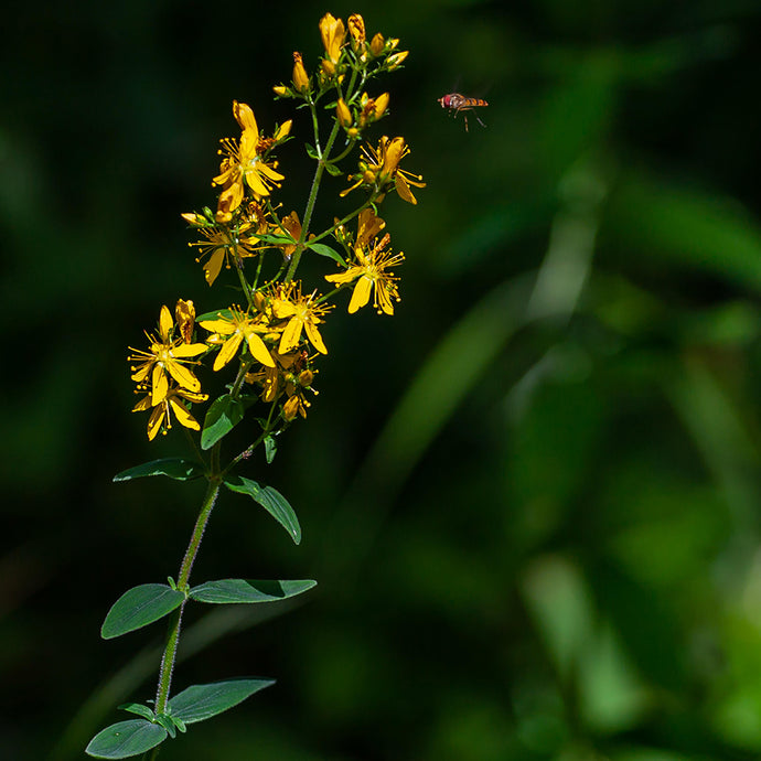 Herbs for Grounding and Protection