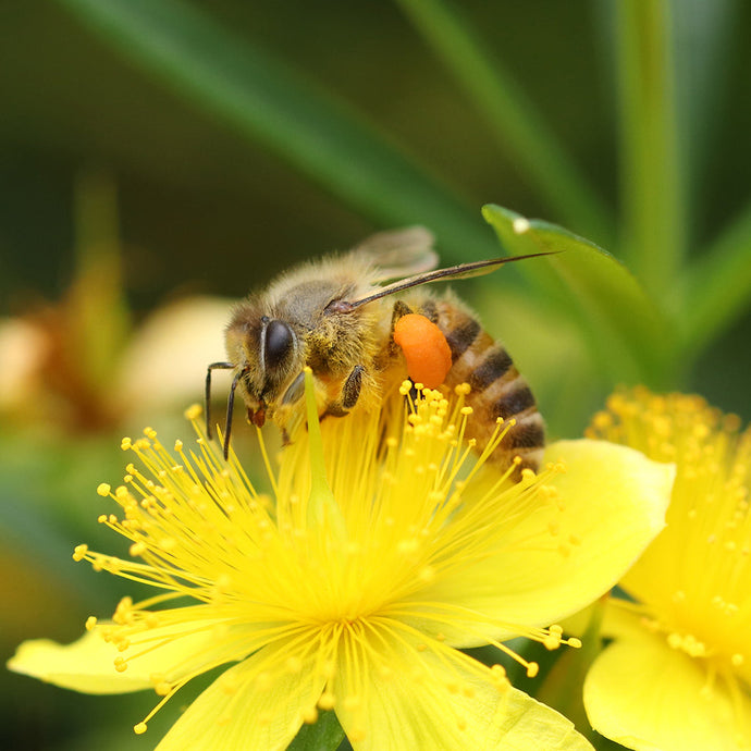 Harvesting the Sun: Midsummer Plant Magic