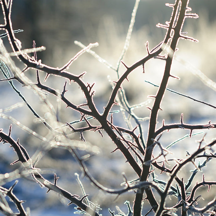 The Whitethorn, the Blackthorn, and the Otherworld