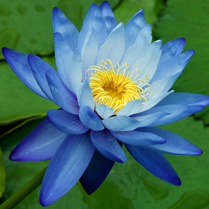 Blue Lotus, Damiana, and Kava