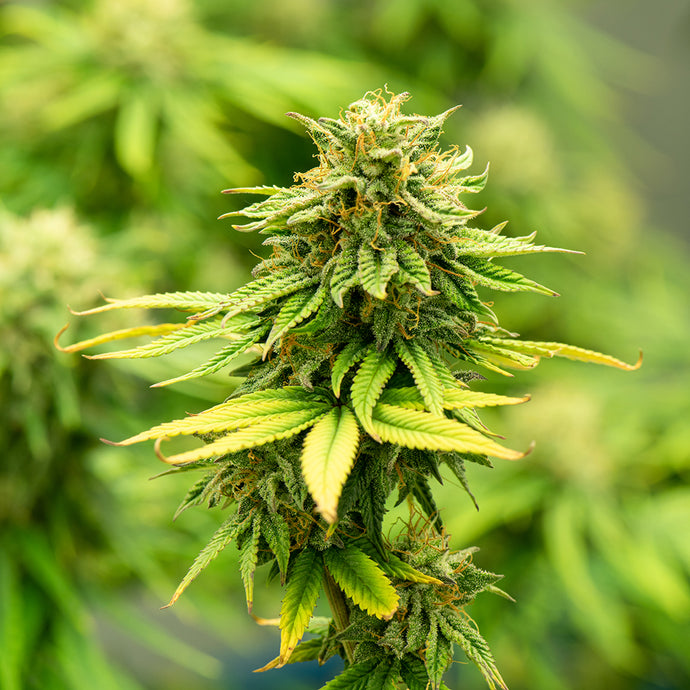 Elder Voices: Cannabis