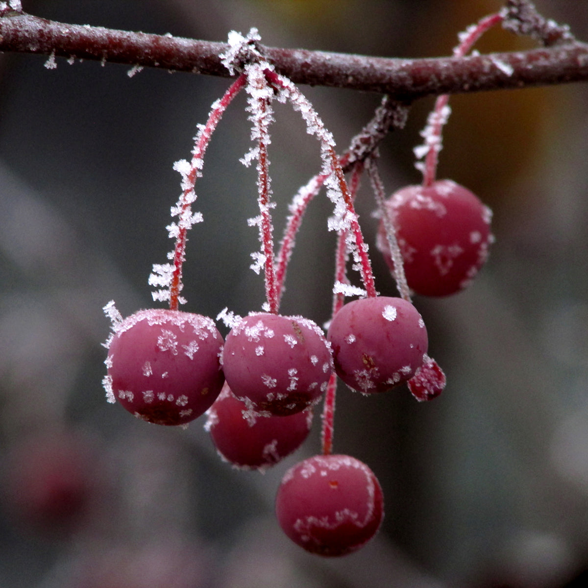 Crabapple Medicine, Crabapple Magic – Otherworld Well