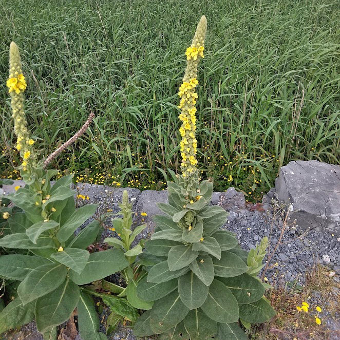 Thoughts on COVID-19