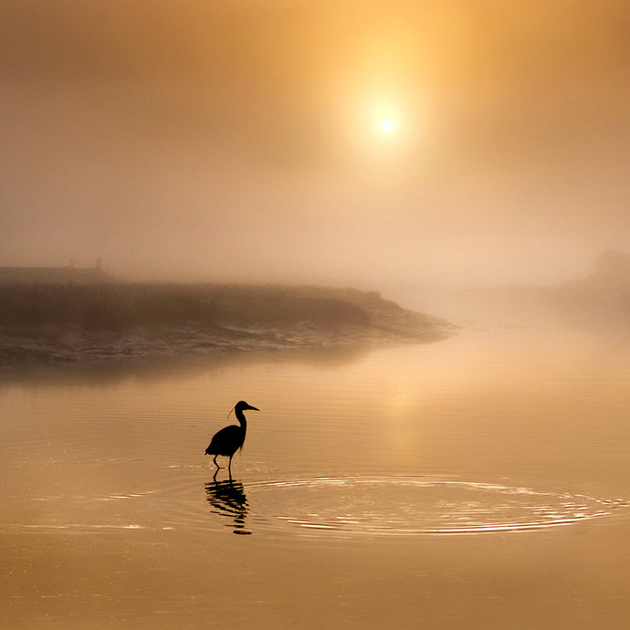 Cutting through the Fog: Herbs for Mental Clarity