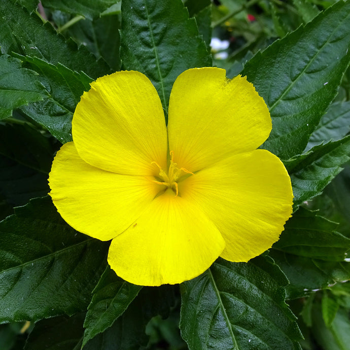 Damiana and the Cauldron of Warming