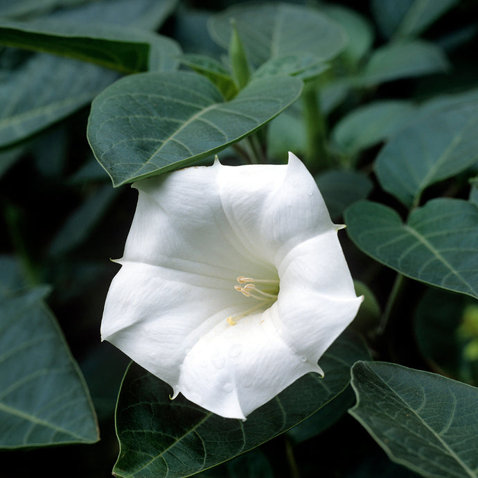 Elder Voices: Datura