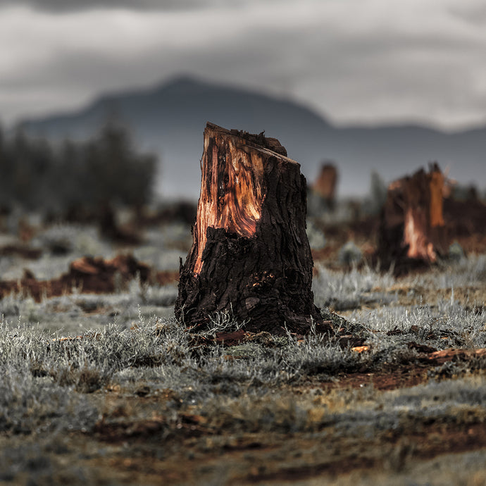 Ecological Grief