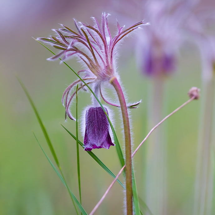 Herbs for Facing Fear