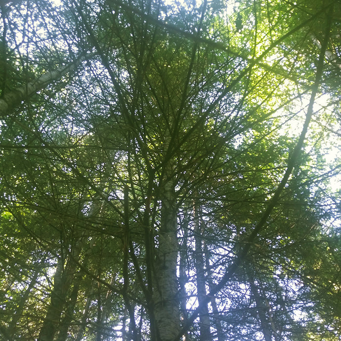 COVID-19 UPDATE: Lessons Lived, Lessons Learned