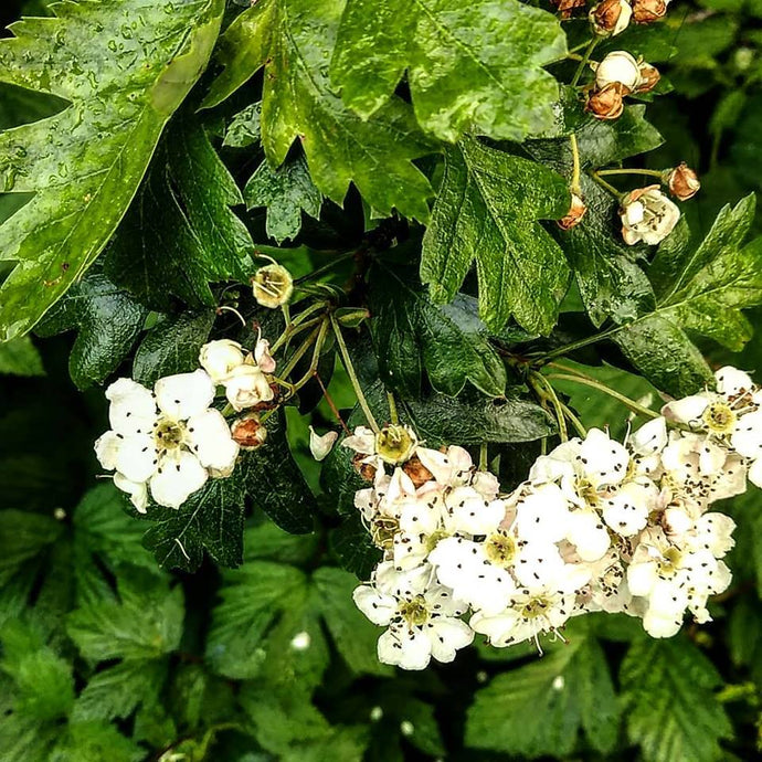 Cooling the Raging Fires