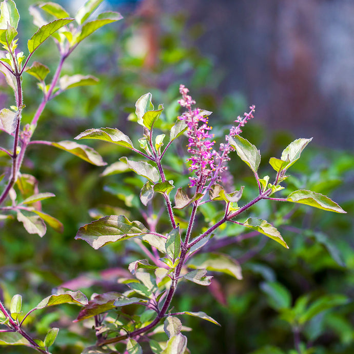 Herbal Allies for Navigating Grief