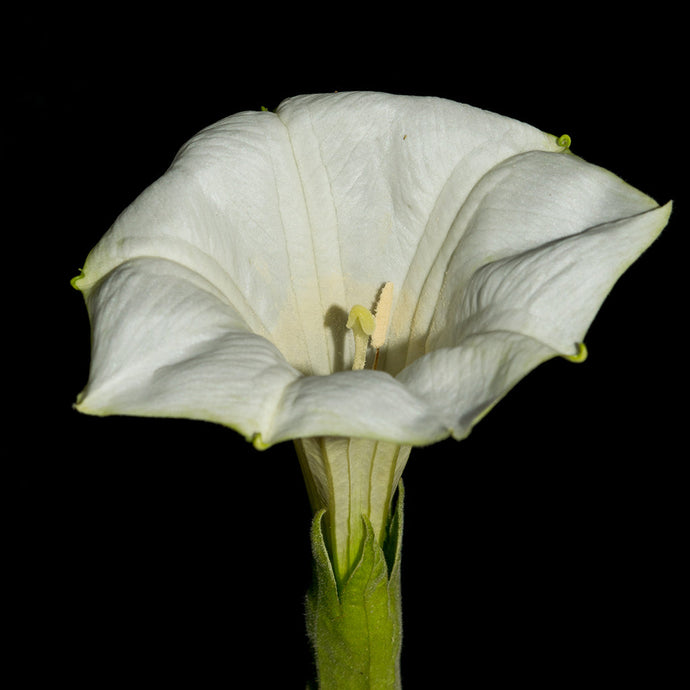 Flowers of the Night Garden: Datura and Tobacco