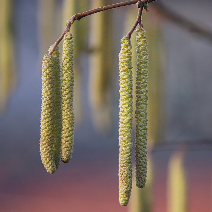 Medicine Allies: Alder