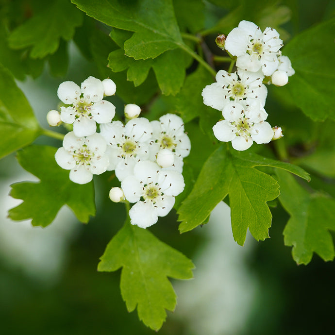 Medicine Allies: Hawthorn
