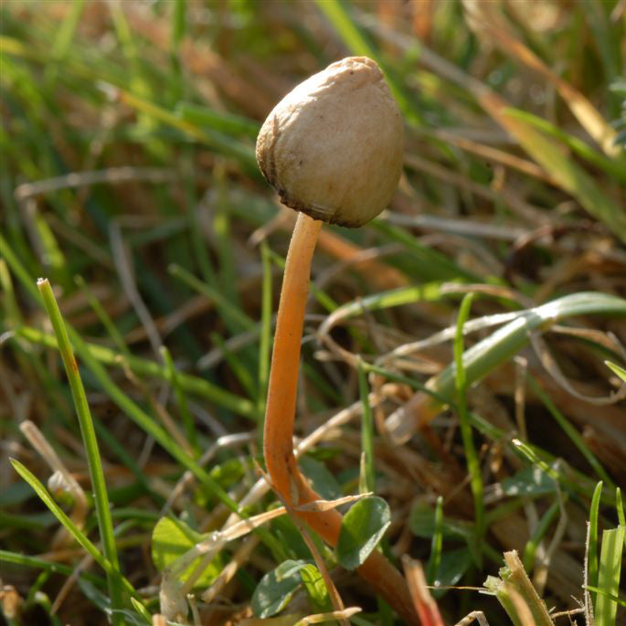 Serotonin: Molecule of Connection