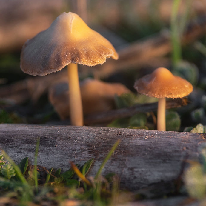Psilocybin and Freedom