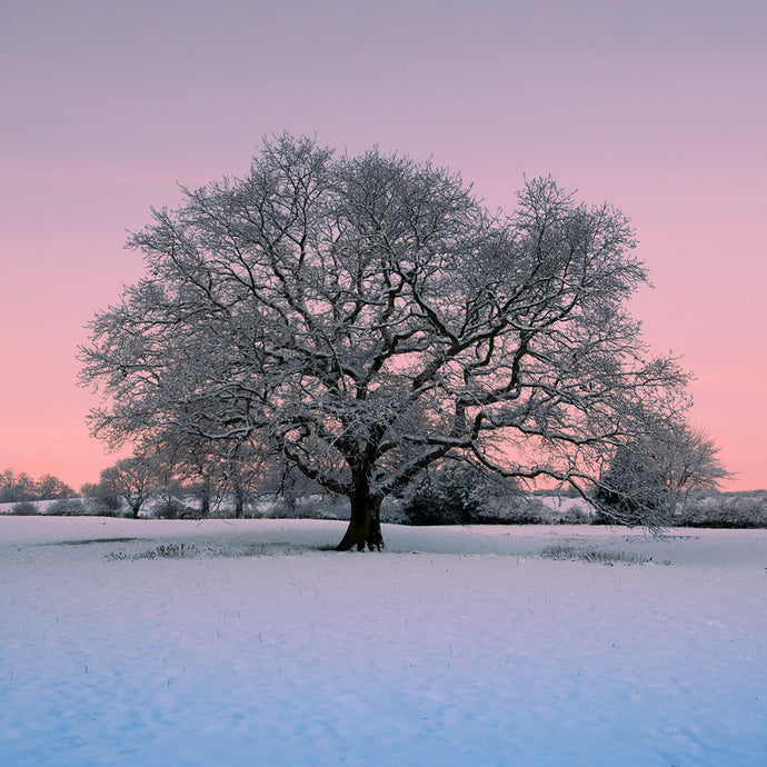 Oak Mysteries