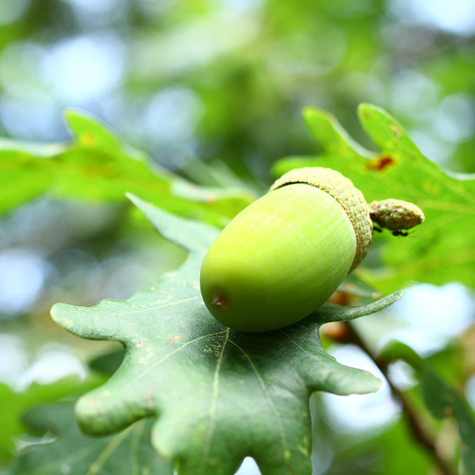 The Oak Father