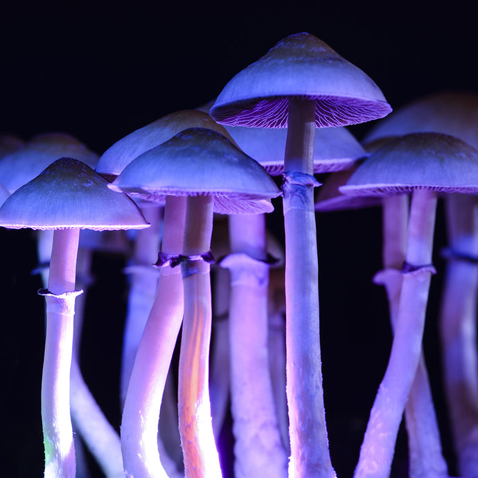 Psilocybin: Science and Spirit