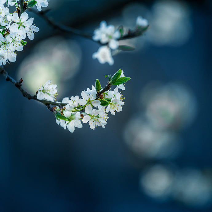 Silver Branch Vision