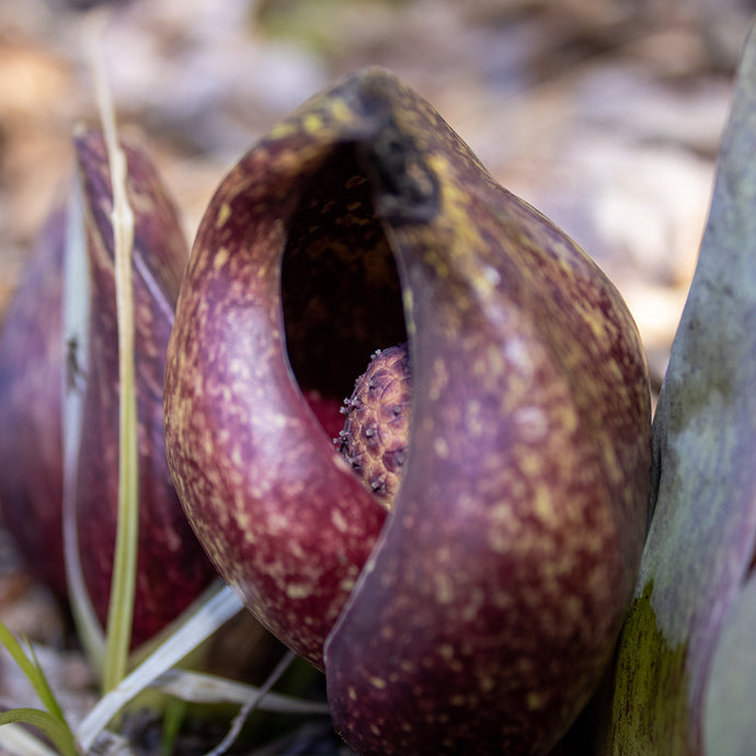 Medicine Allies: Eastern Skunk Cabbage