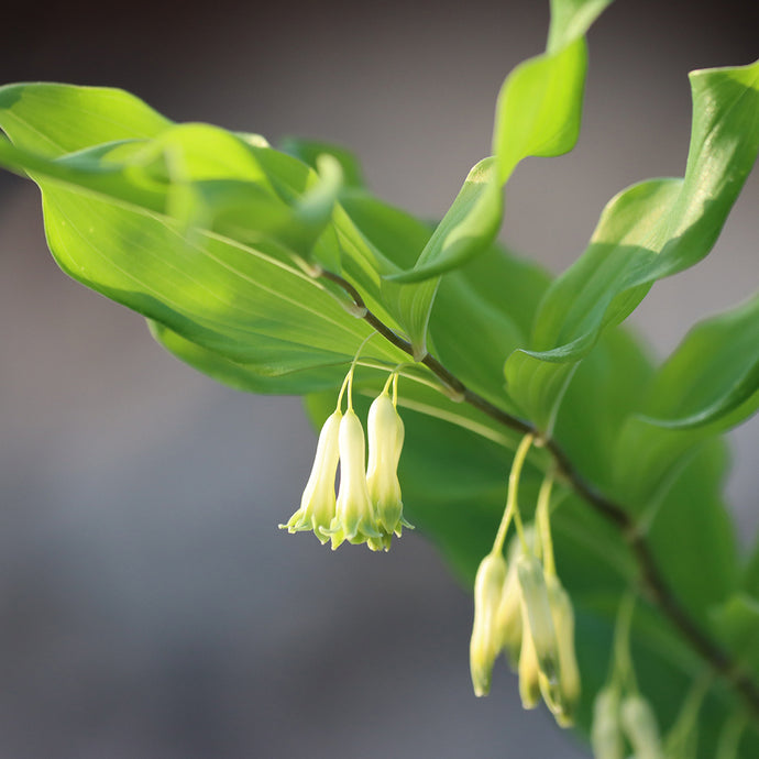 Solomon's Seal:  Sweet Medicine for Hot, Dry Lungs