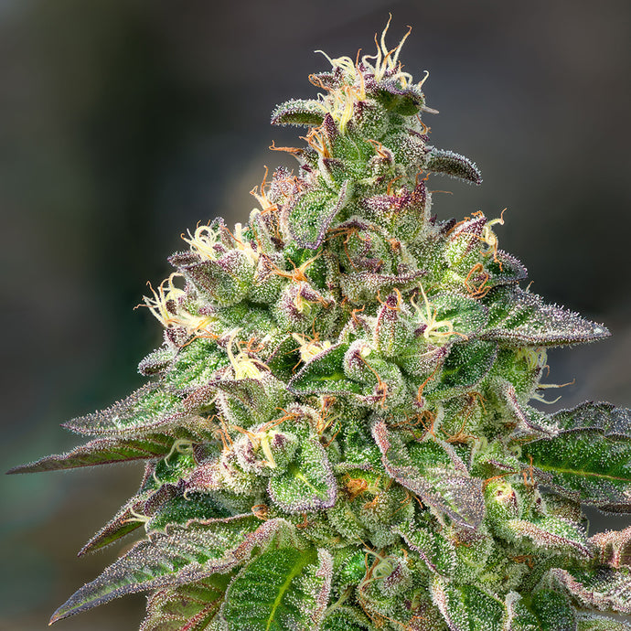 The Spirit in the Smoke: Cannabis, Magic, and Consciousness