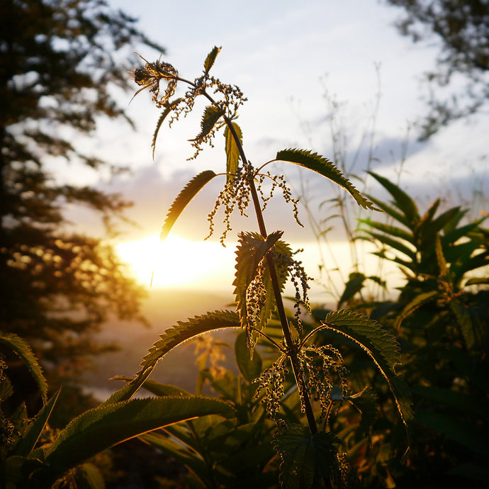 Spring Cleaning for Body and Spirit
